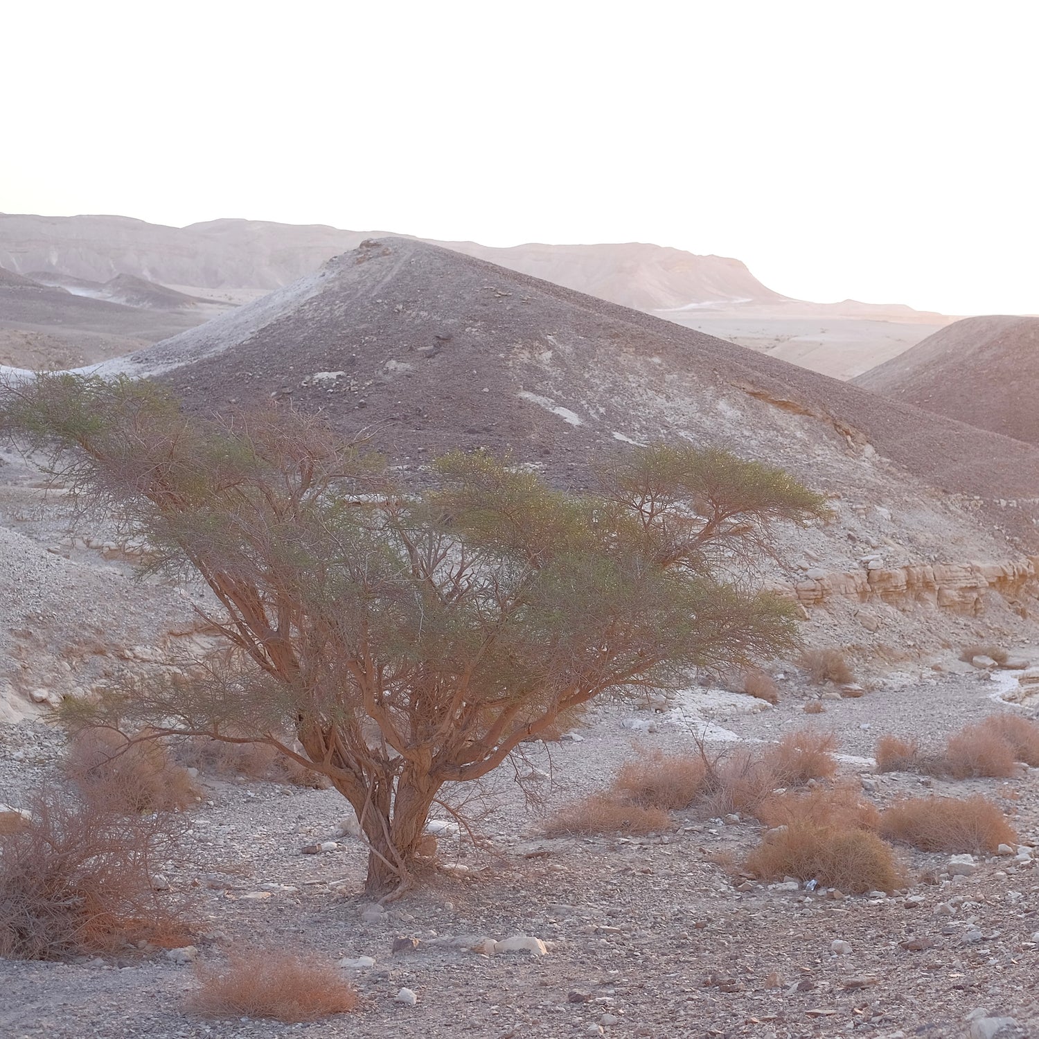 Desert Scent Incense. Pure Harmonizing Resin Incense