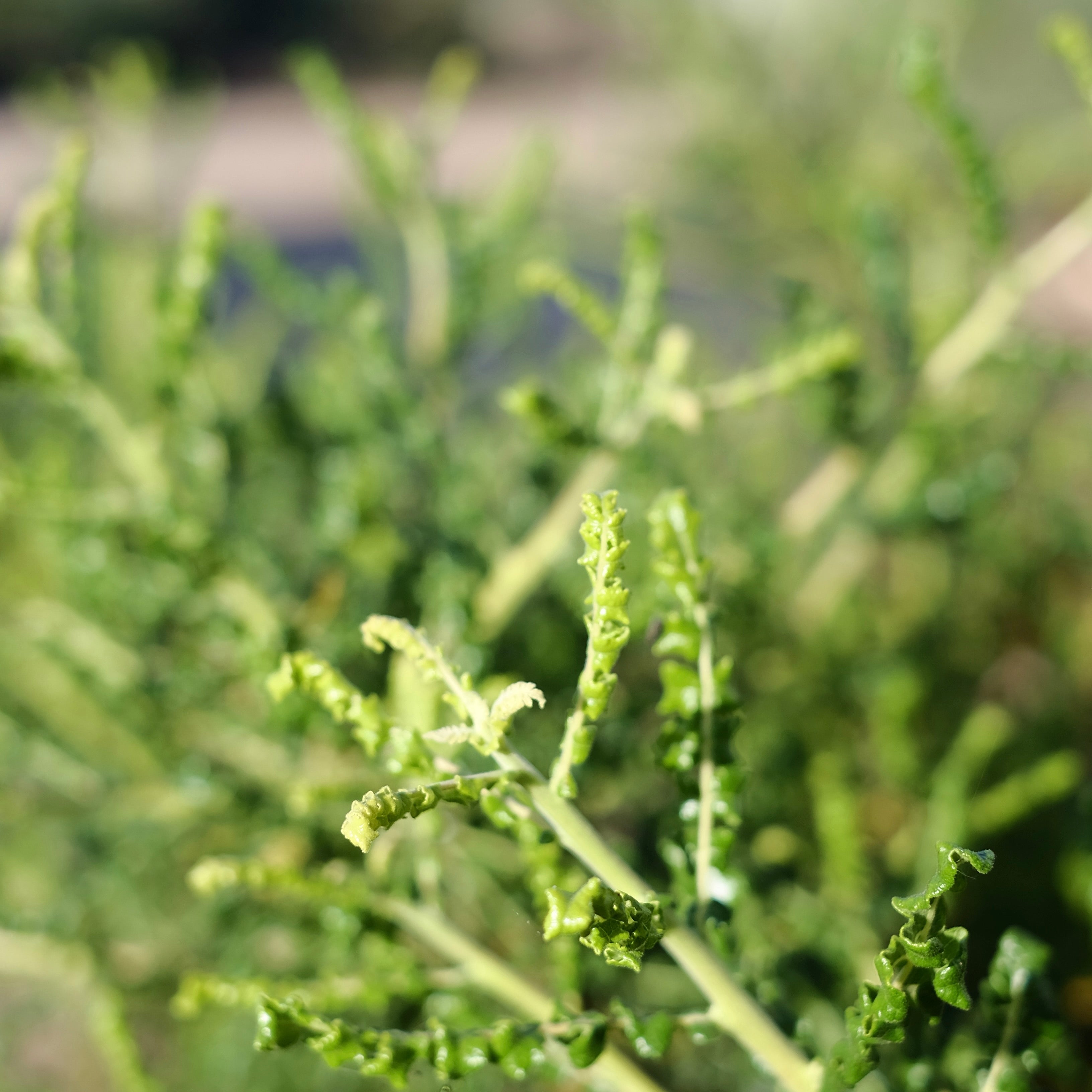 Desert Scent Incense קטורת טבעית