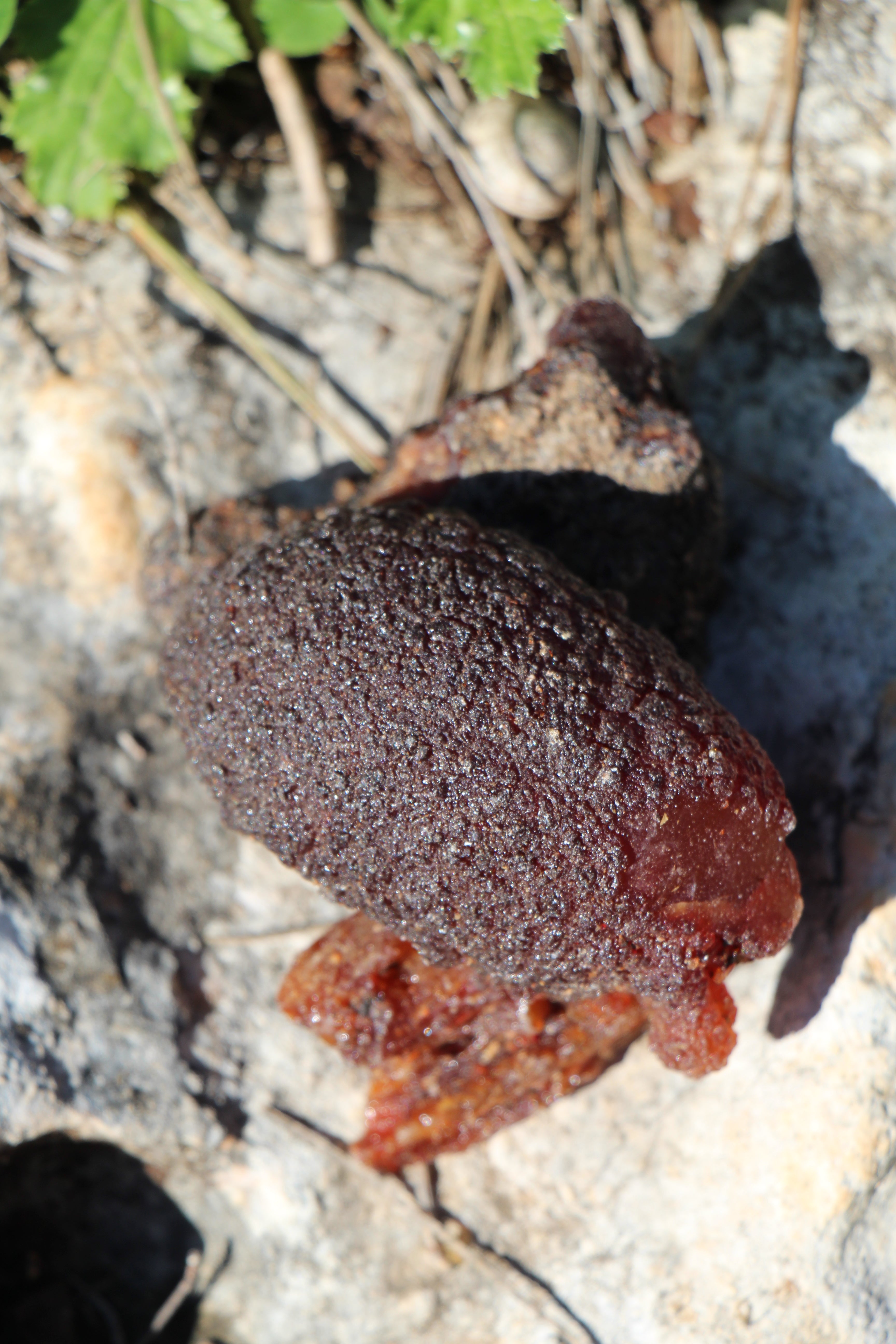 שרף קופאל חום גולמי מעץ הטורוטה, גושי שרף טבעיים לטיהור - דזרט סנט