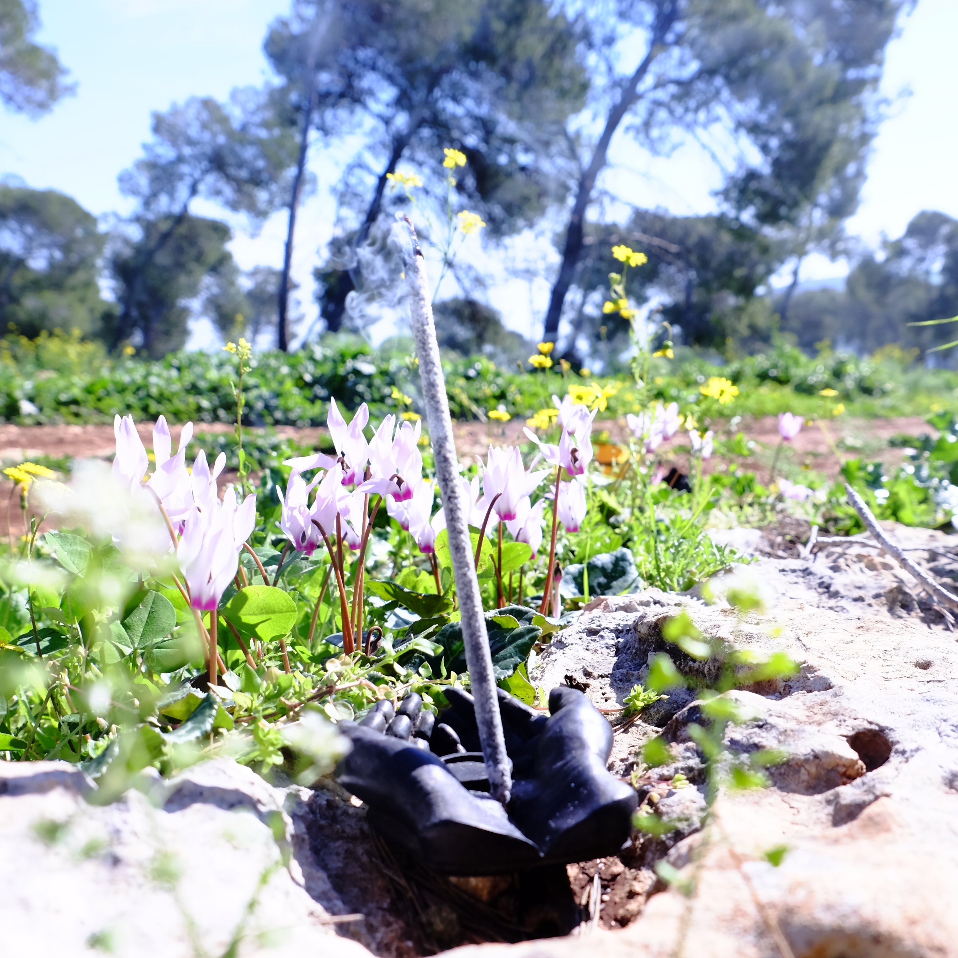 איך בוחרים קטורת טבעית ללא חומרים סינתטיים - השוואה בין סוגי שרפים וצמחים.