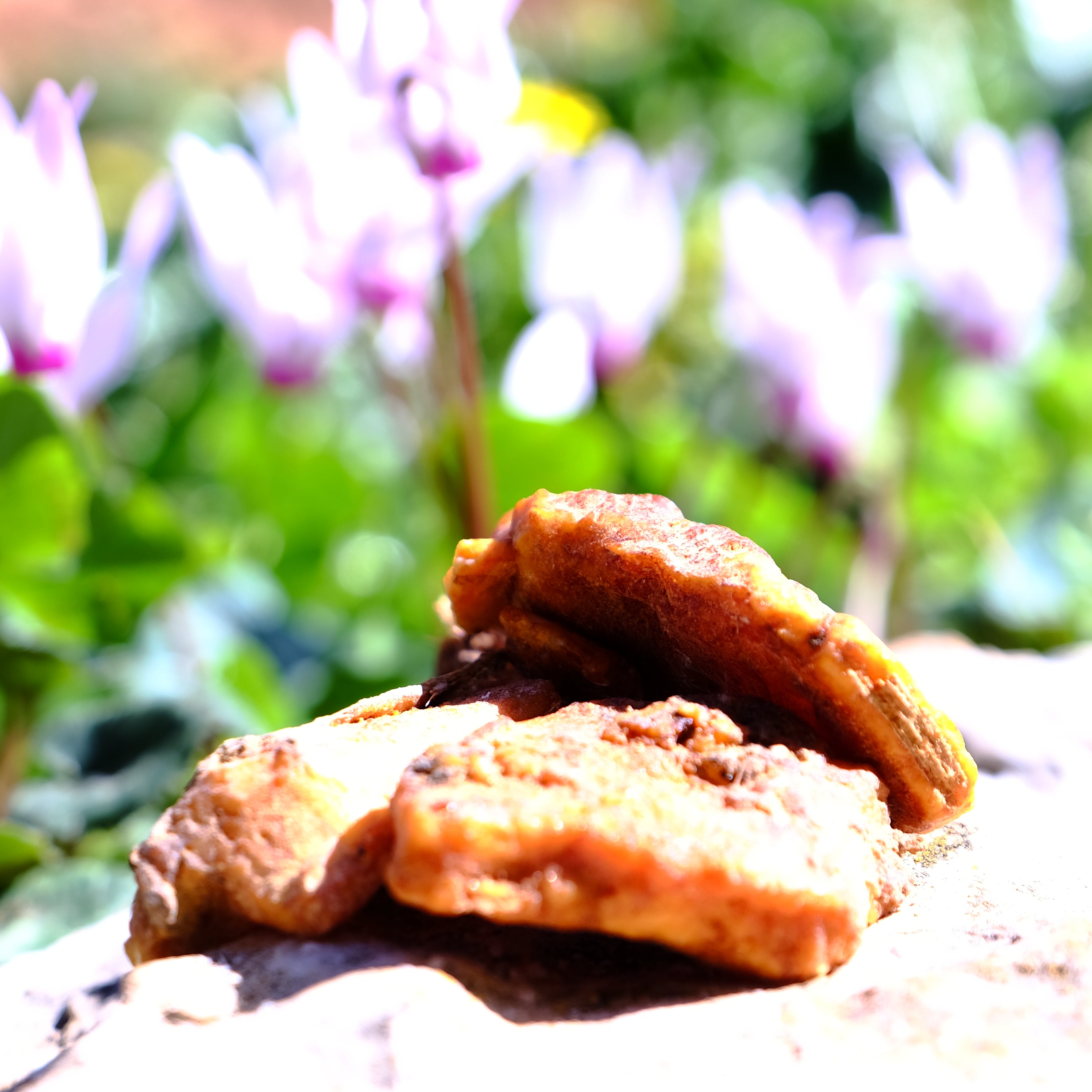 שרף בנזואין סיאם גולמי | קטורת טבעית בניחוח וניל עמוק | Desert Scent