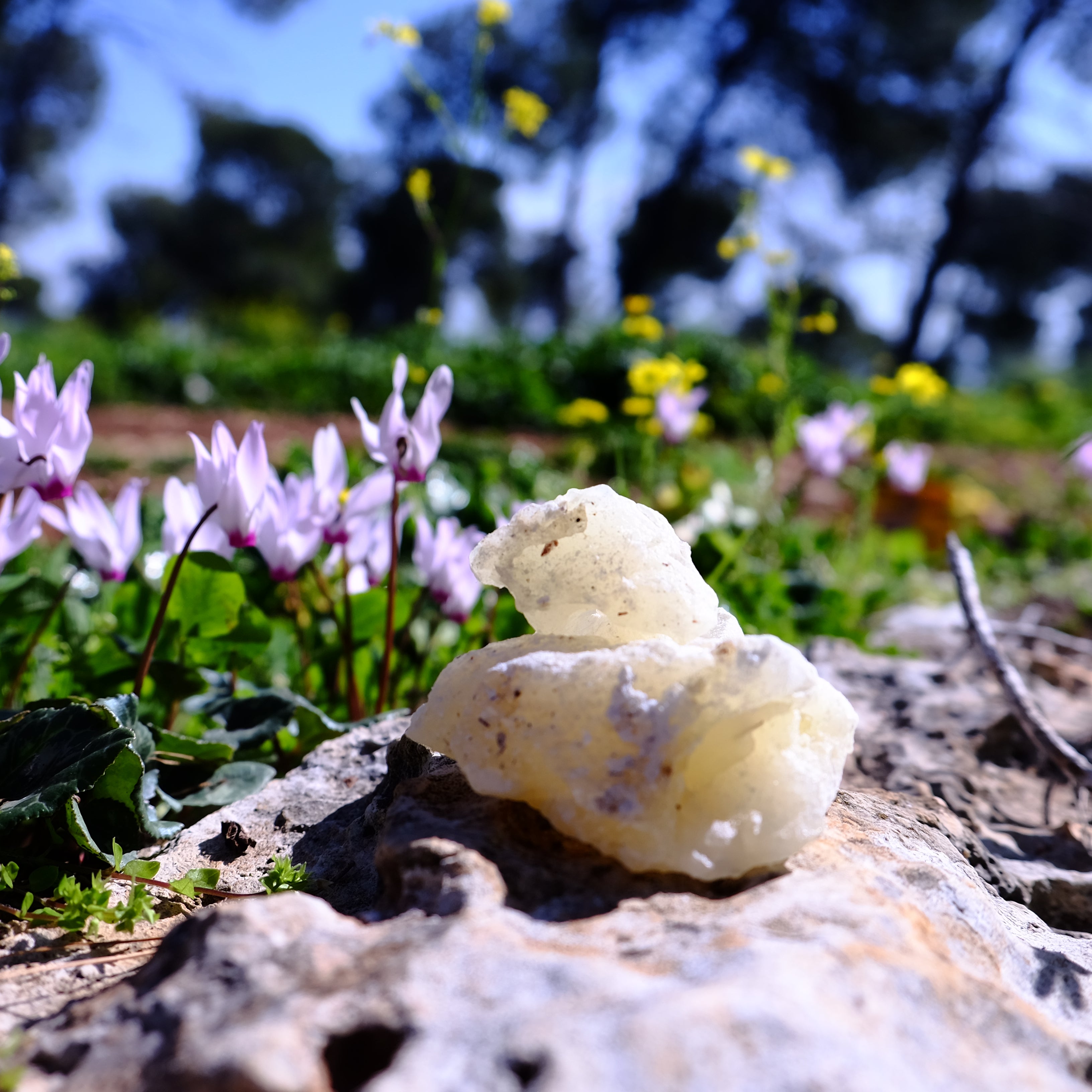 מבחר קטורת טבעית ללא חומרים סינתטיים בעבודת יד בסטודיו Desert Scent