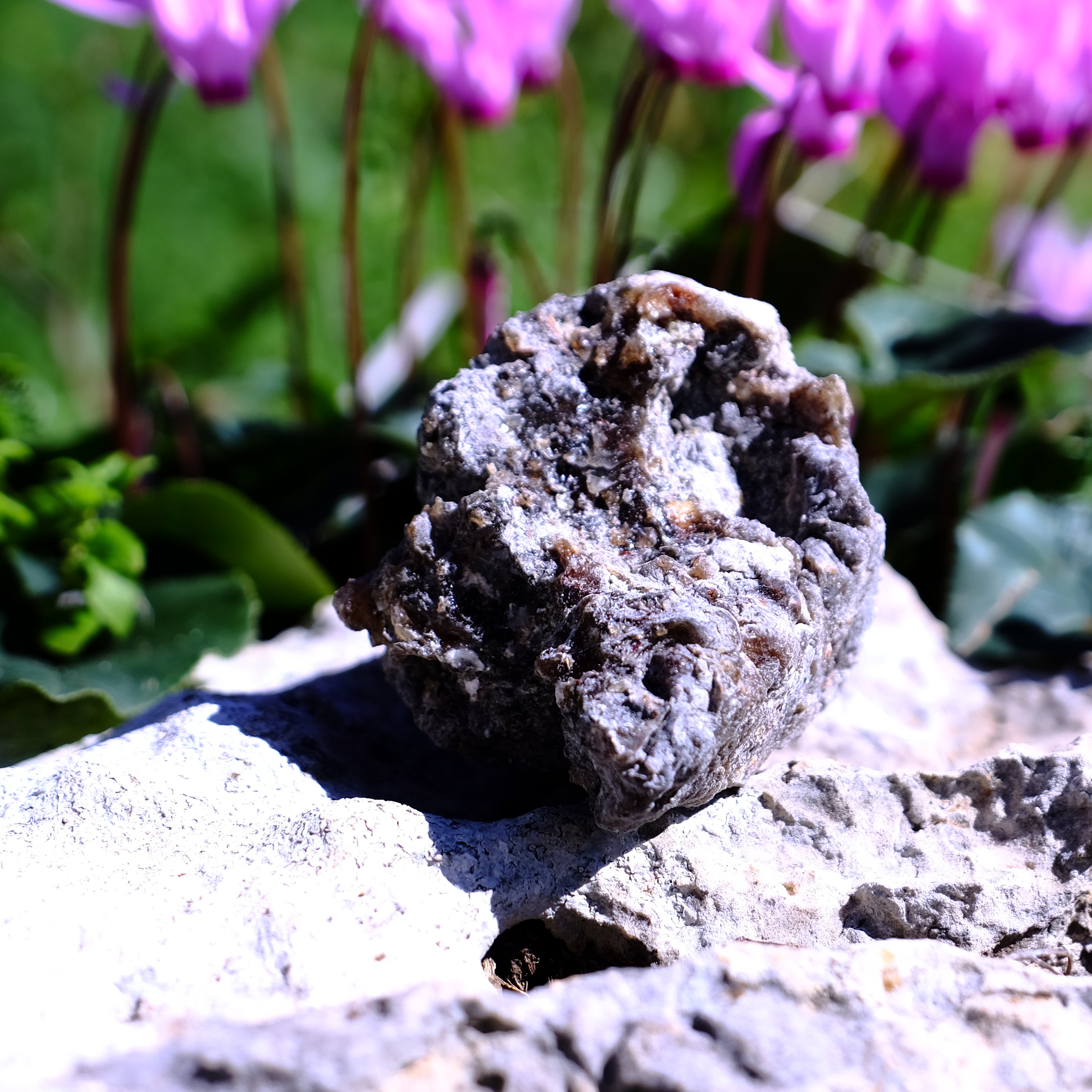 שרף קופאל שחור גולמי וכהה לבעירה על גחל, קטורת טבעית עוצמתית - דזרט סנט